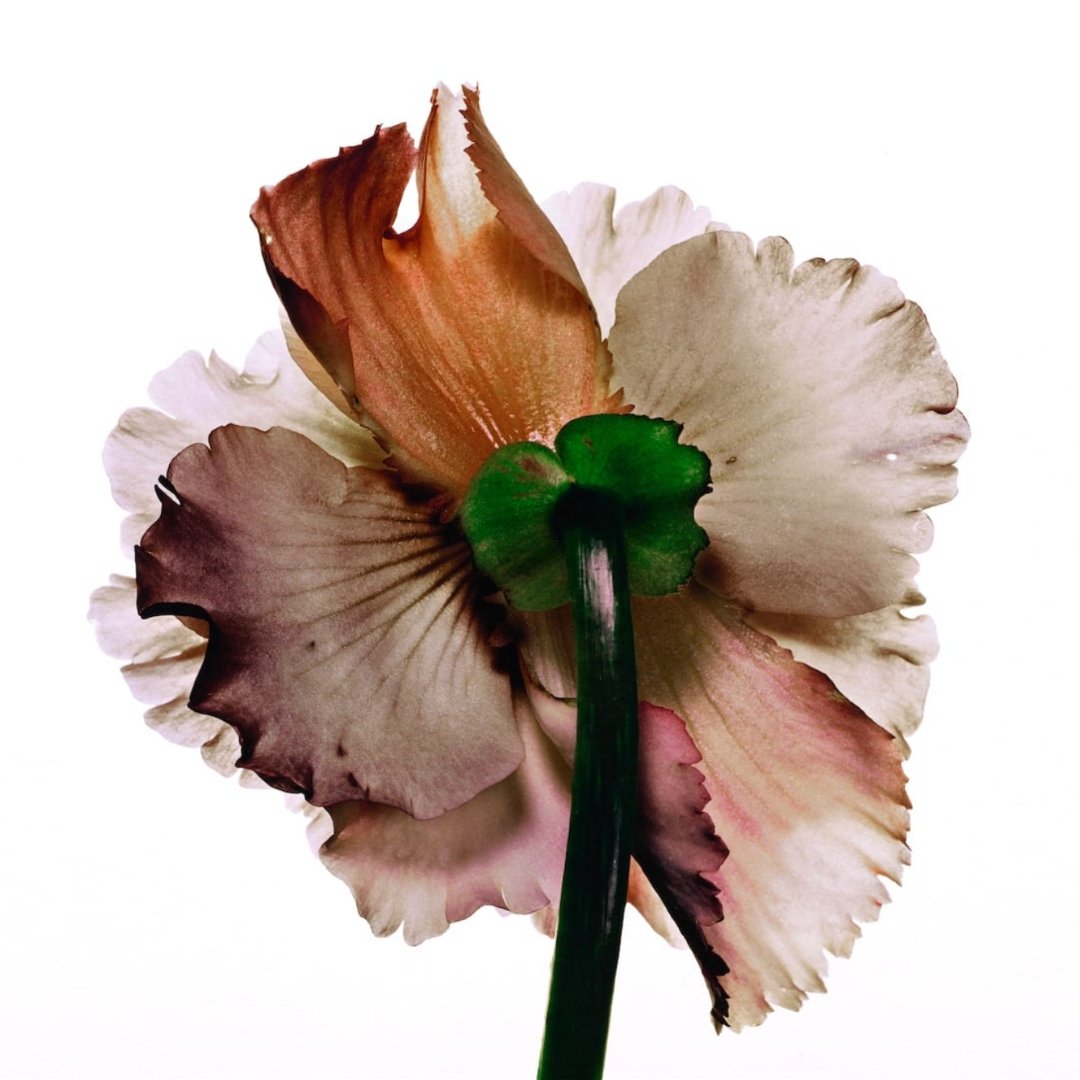 flower still life by irving penn